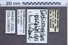 Etikette zu Eudicronychus psephoides (NHMW-ZOO-COL-0008501)
